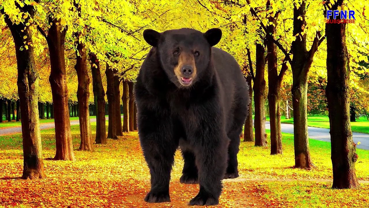 Learn Names of Wild Animals for Children | Learning Wild Animals Names For Toddlers and Preschool