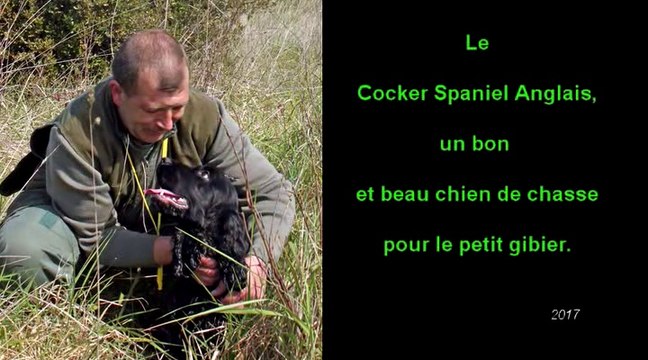 Le Cocker Spaniel Anglais, un chien polyvalent sous un petit volume.