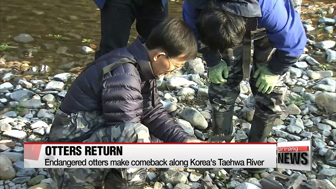 Endangered otters make comeback along Korea's Taehwa River
