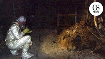 Le pied d'éléphant, cette masse radioactive cachée dans les entrailles de Tchernobyl