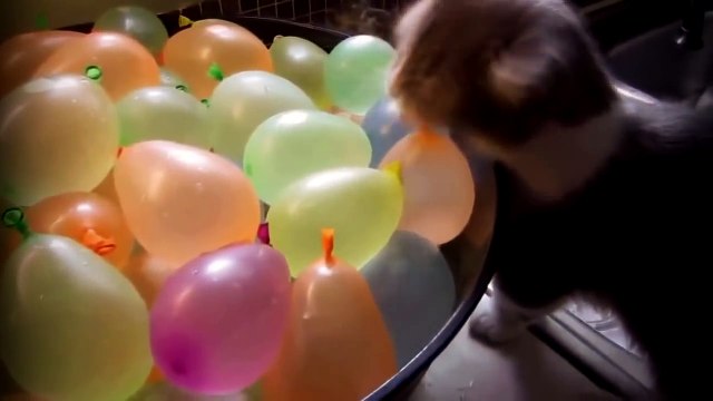 ЛУЧШИЕ ПРИКОЛЫ С ЖИВОТНЫМИ 2014! Прикольные животные! СМЕШНЫЕ КОТЫ