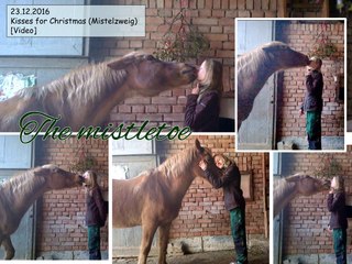 [horsegirlship 38] Kisses for Christmas – Carina & Pedro under the mistletoe 2016