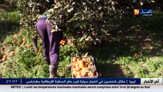 فلاحة وفرة محصول الحمضيات..بوابة نحو تطوير الصناعات التحويلية