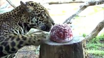 Animals Get Yummy Treats at the San Diego Zoo