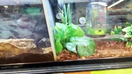 REAL SPIDER PRANK ON GIRLFRIEND GONE WRONG!!! (MUST WATCH)