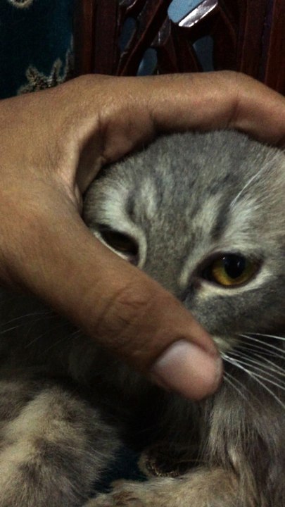 cat women