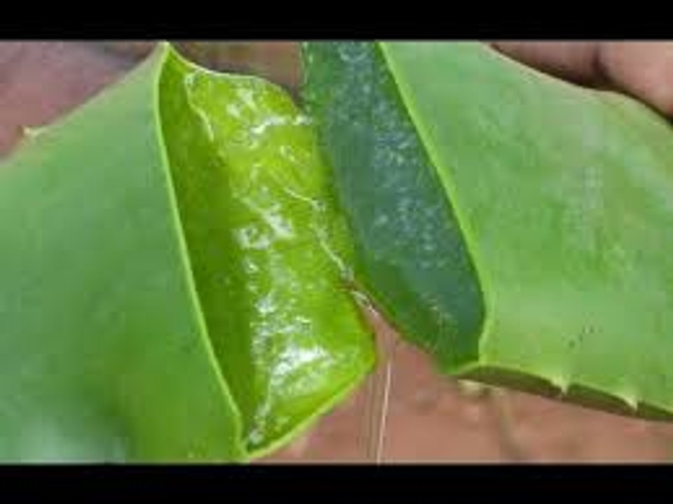 To make Aloe vera Gel at home
