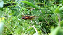 Cicadas and other nature sound for relaxation, calming, sleeping