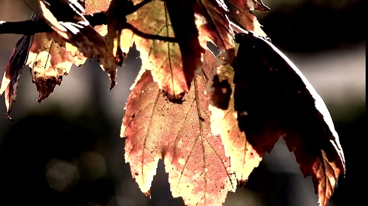 Sur le point d’accoucher, ce pompier lui vient en aide, mais ce qu’il fait après est encore plus touchant !