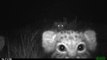 Chats de Pallas sauvages filmés en Mongolie... Adorable