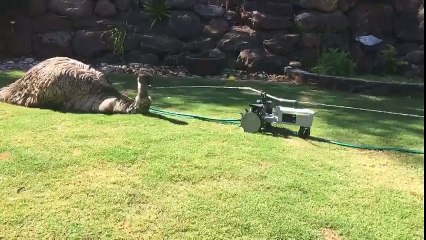 Cet emu kiffe l'arroseur... ahaha