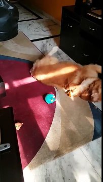 Ce chien a trouvé une façon originale de faire couiner ses jouets sans trop se fatiguer