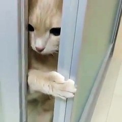 Aller, laissez-moi entrer... Trop mignon le minou