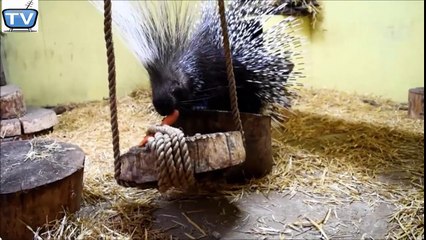 Two Urchin eating carrot| Amazing video | Don't miss it