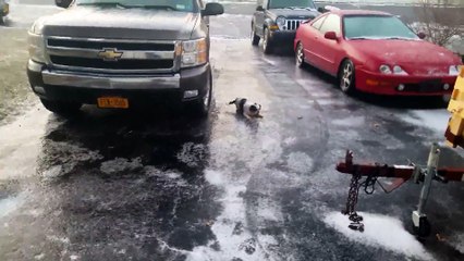 Buzda Kayan Minik Köpeğin Zor Anları