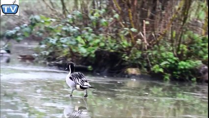 Ducks On Ice! | Amazing | Don't miss it