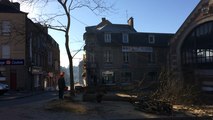 Abattage des arbres place Paulette-Duhalde