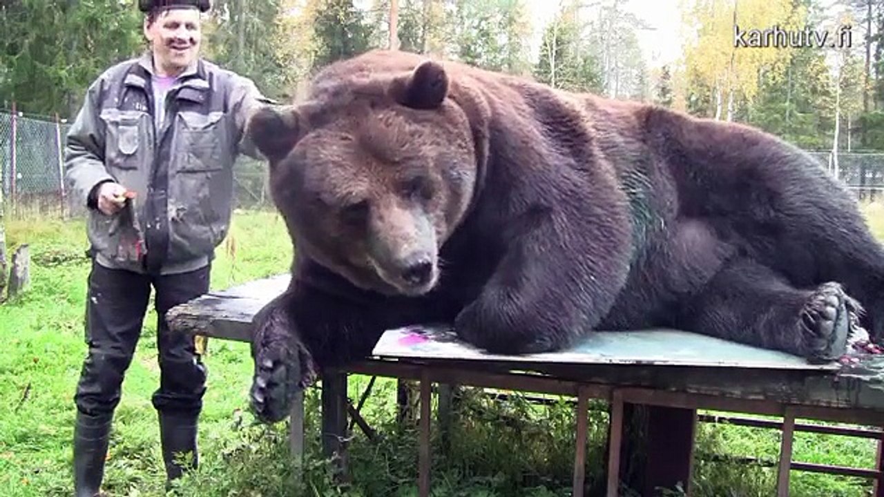 Juuso, l'ours qui peint