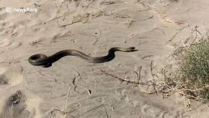 Puppy has close call with large snake