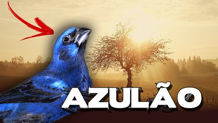 Azulão canto fibra para encarte