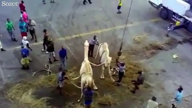 İki deve kuş gibi havalandı