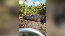 Turistas en shock en Florida: ¡Cocodrilo pirata al abordaje!