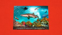 Let’s Go Adventures Provide You to Enjoy Shore Dives in Australia