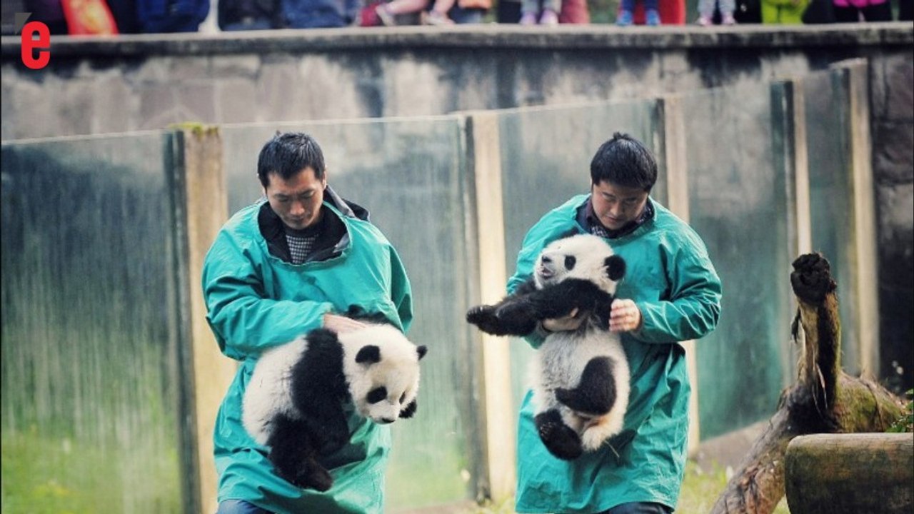 En Chine, deux bébés pandas font leurs premiers...