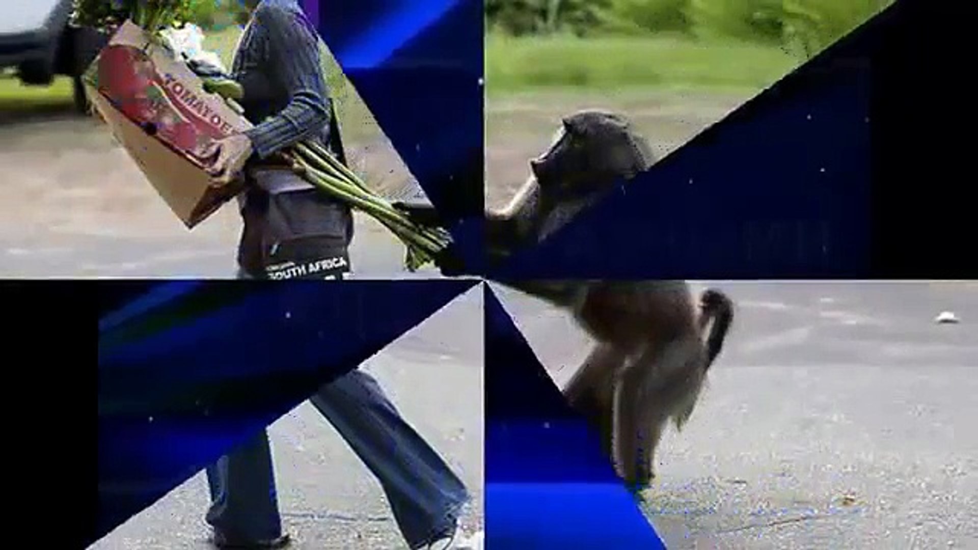 ⁣Животные прикалываются.  Это надо посмотреть.
