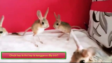 Cute Mouse(Arabician Mouse)-Exotic Animals