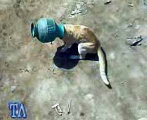 FUNNY CLIP : PLAY BACK SONG " TUM TO DHOKAY BAAZ HO "  - CAT SHOW