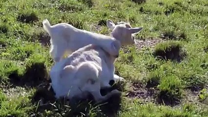 Annelik tam olarak böyle birşey işte