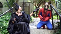 Maleficent vs Spider Dog / SuperHeroes in New York / Real Life SuperHeroes