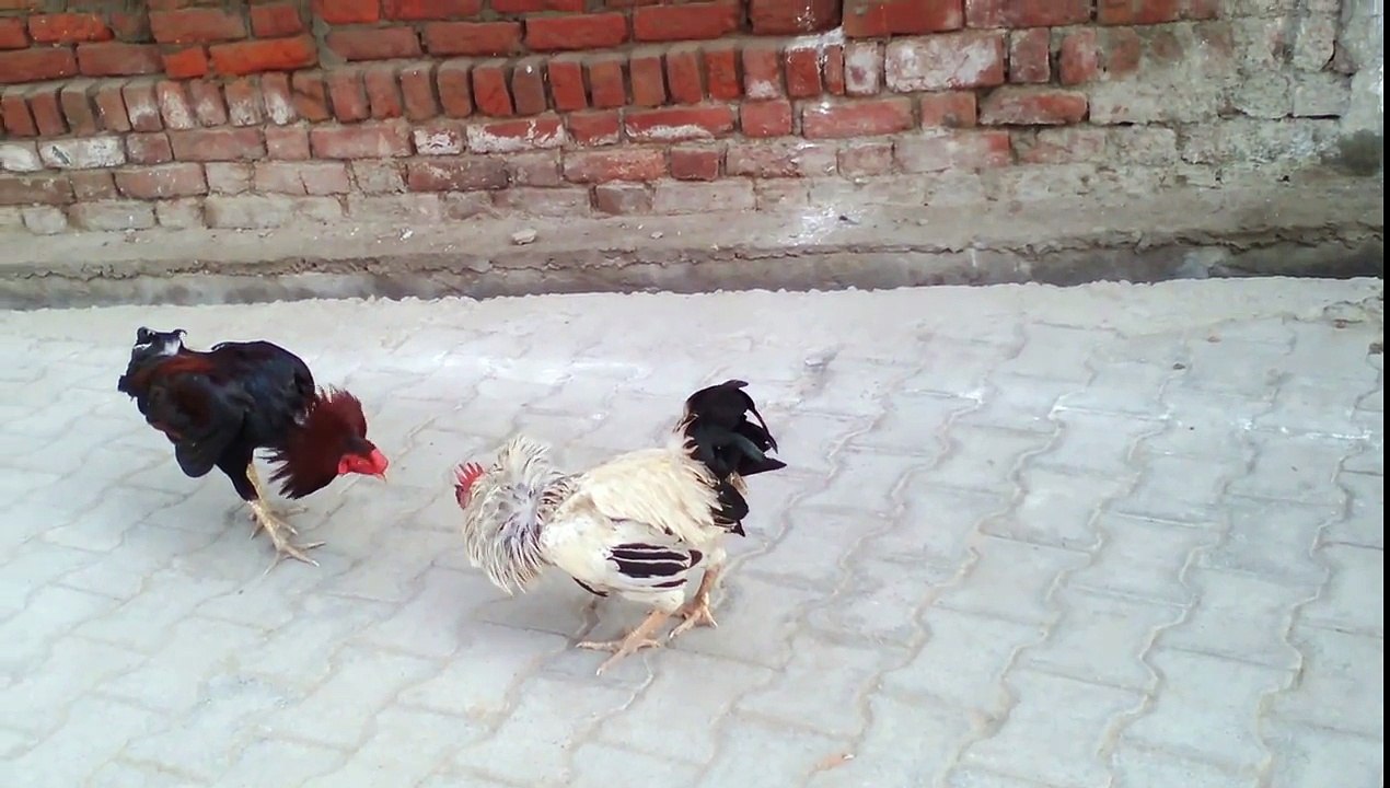 Animal real fight cock vs cock