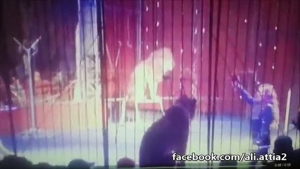 Lion with trainer | girl with lion | lion with girl