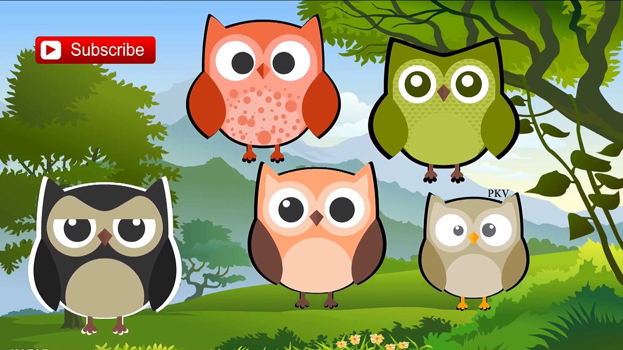 Owl