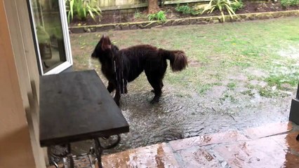Samson the Newfoundland dog loving a California downpour!