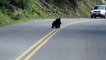 Deux bébés ours jouent au milieu de la route