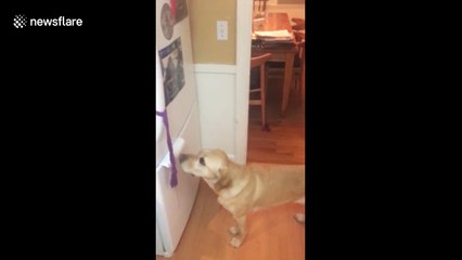 Meet the dog who does household tasks for his owner