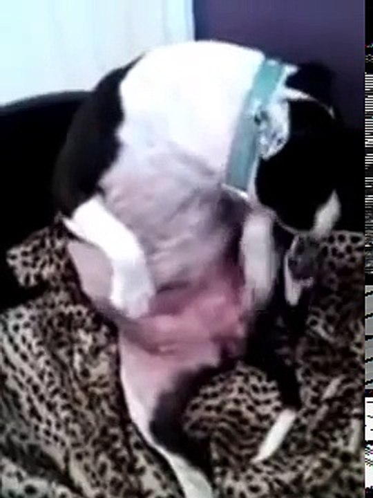 dog funny. Ржач)