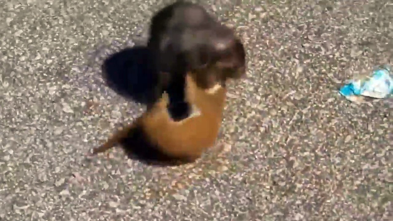 Vicious Battle Between Stoat and Rat - Animal Real Fight