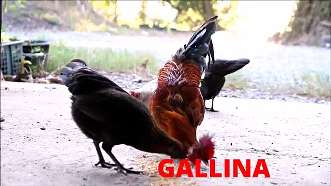 Impara i nomi e i versi degli animali - i Versi degli Animali per bambini