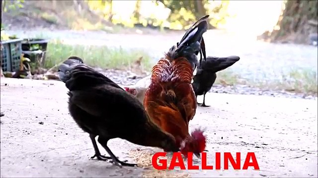 Impara i nomi e i versi degli animali - i Versi degli Animali per bambini