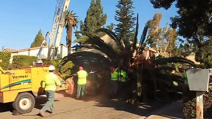 Tree Removal Demo