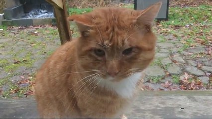 Feral cat loves to 'chat' with humans