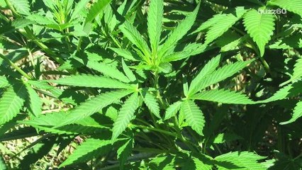 Denver to Look Like Amsterdam with Marijuana use in Coffee Shops