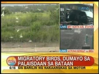 UB: Migratory birds, dumayo sa palaisdaan sa Bataan