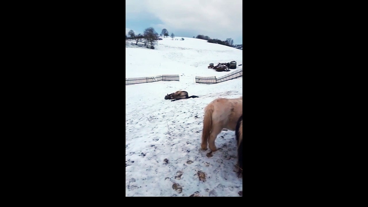 Un cheval glisse dans la neige !