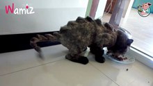 Cet homme transforme son chat en dinosaure et enflamme la toile !