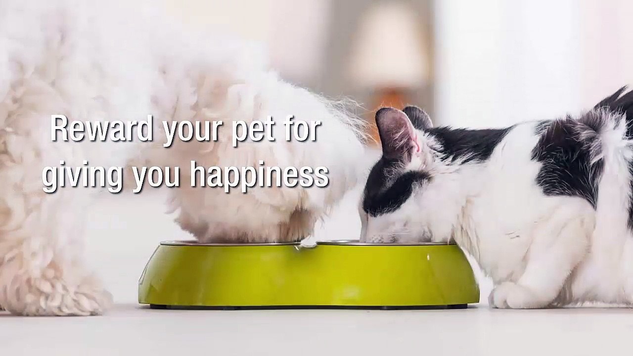 Improve Your Pet’s Lifestyle With Pet’s Delight
